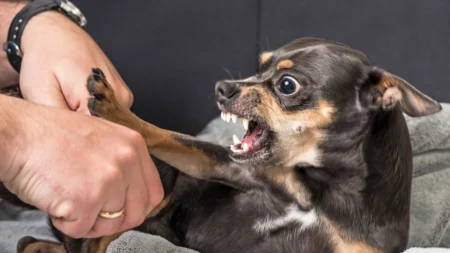 Baixinho e bravo: saiba por que cachorros pequenos vivem sob estresse