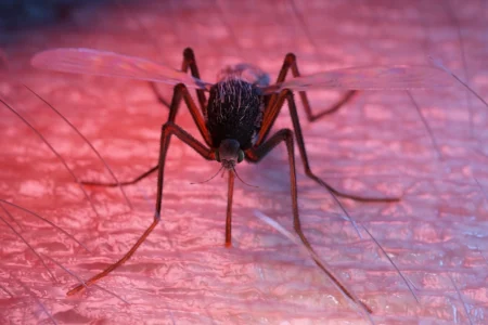 Anvisa publica registro de imunizante contra a dengue do Butantan