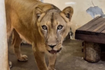 Leoa que matou jovem em zoo na Paraíba já tem data para voltar à jaula.Vídeo Leoa que matou jovem em zoo na Paraíba já tem data para voltar à jaula.Vídeo