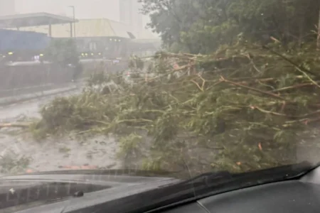 Tempestade derruba árvore e interdita avenida na Grande São Paulo Tempestade derruba árvore e interdita avenida na Grande São Paulo
