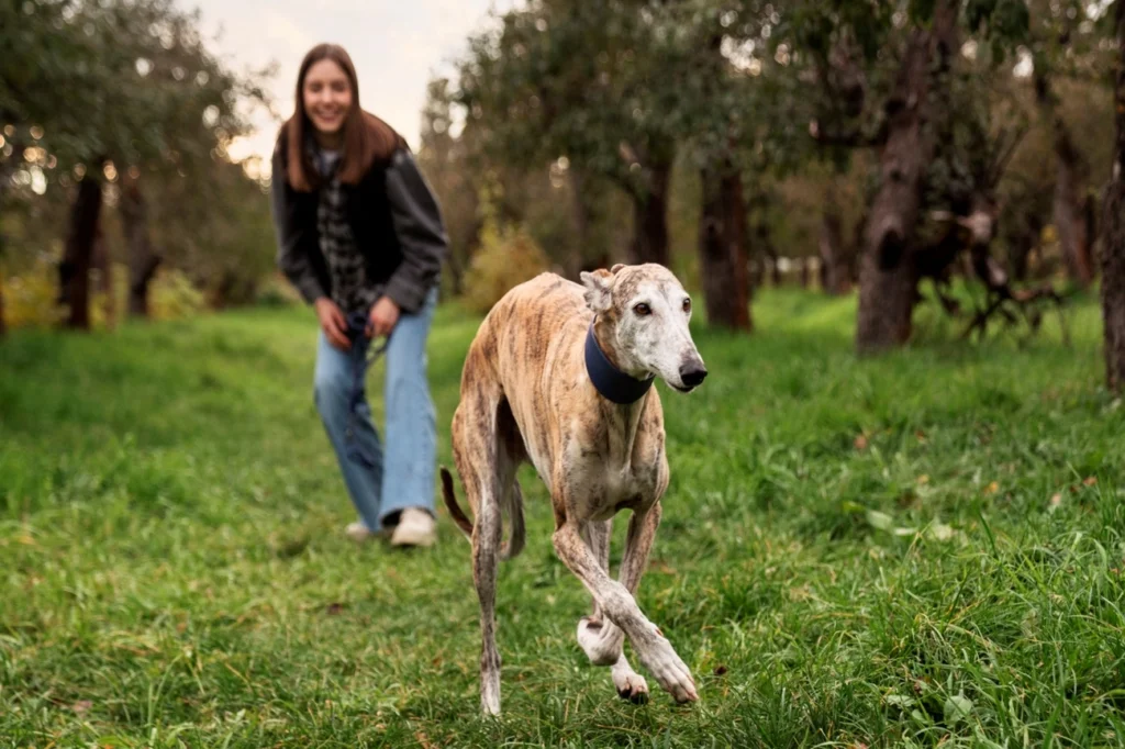 Descubra os cães mais rápidos do mundo: o segredo dos Greyhounds, Sloughis e Whippets Descubra os cães mais rápidos do mundo: o segredo dos Greyhounds, Sloughis e Whippets