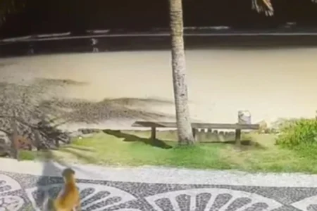 identificando assassinos de cachorro: gravação choca Praia Brava identificando assassinos de cachorro: gravação choca Praia Brava