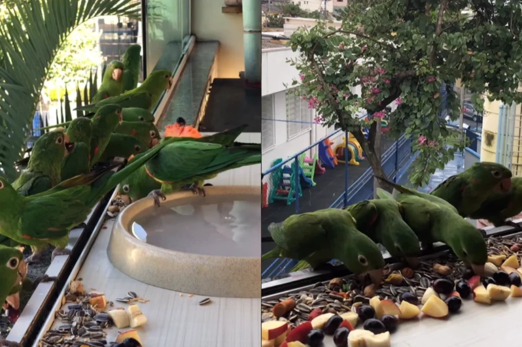 Ceci das Aves transforma janela em restaurante hoje e alimenta dezenas de maritacas diariamente com banquete de frutas e sementes
